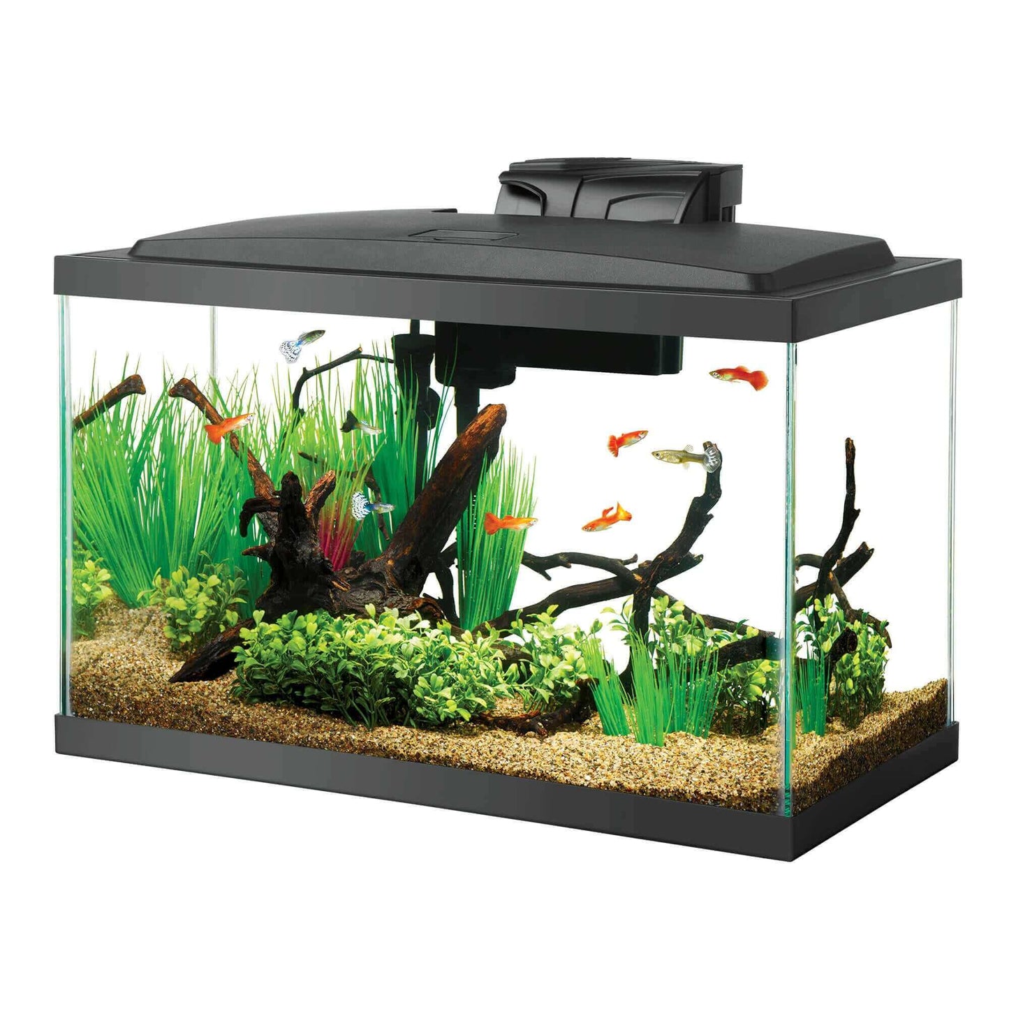 Aqueon LED 10 Gallon Aquarium Kit.