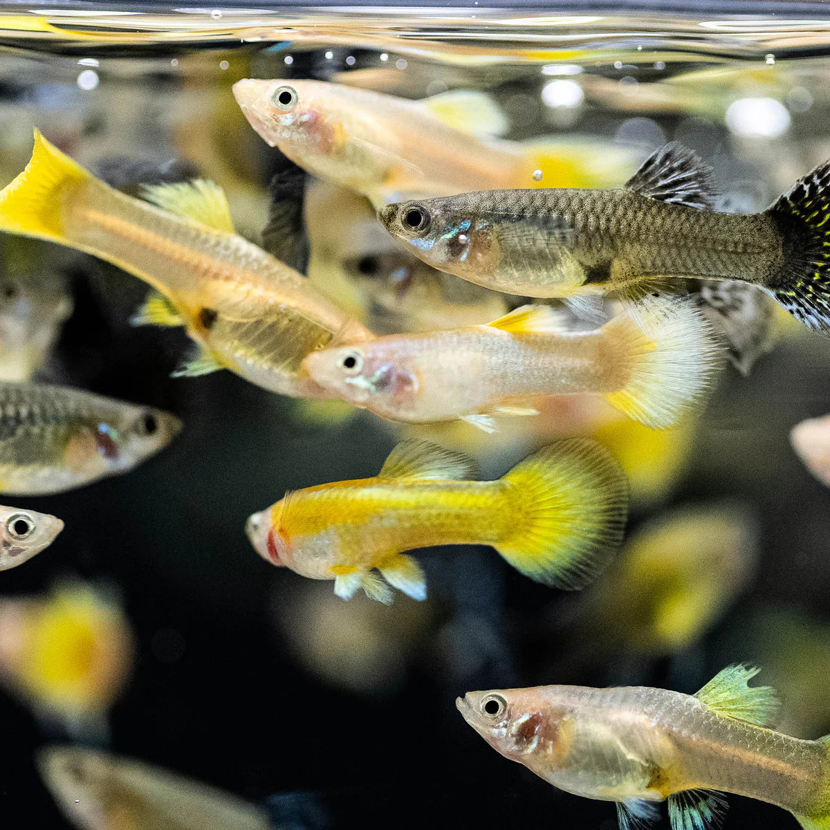 Assorted Guppy, Male