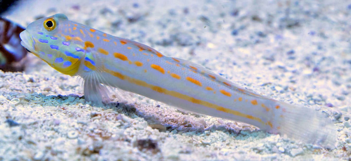 Watchman Goby