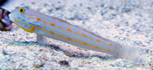 Watchman Goby