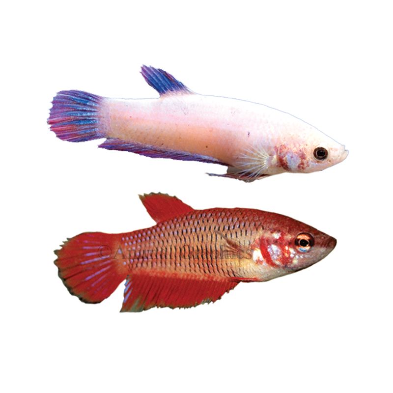 Betta, Male