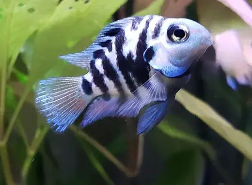 Polar Blue Parrot Hybrid Cichlid
