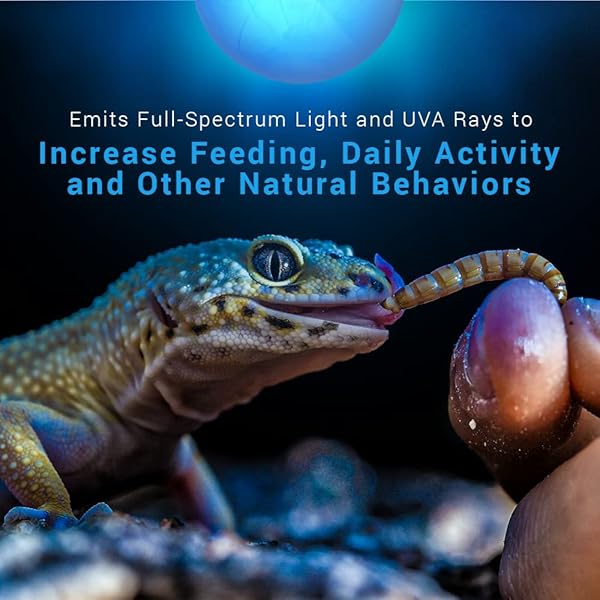 Blue Day Light Reptile Heat Bulb 60W UVA