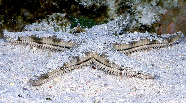 Sand Sifting Sea Star