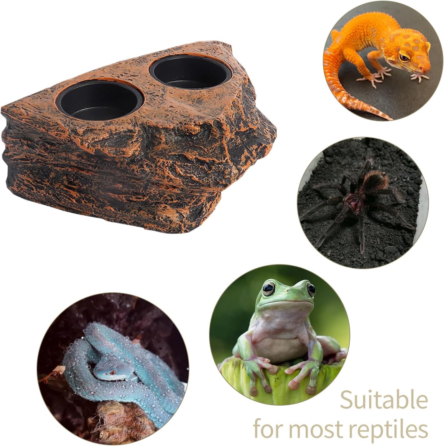 Magnetic Reptile Feeder Ledge