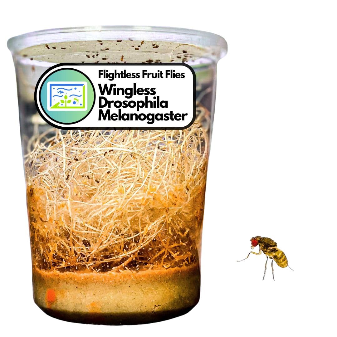 Live Food and Crickets