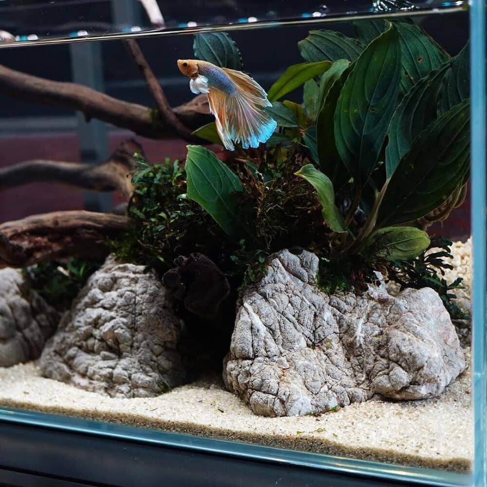 betta fish tank accessories rocks IceCap Elephant Stone