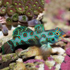Spotted Mandarin Goby