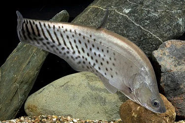 Clown Knife Fish