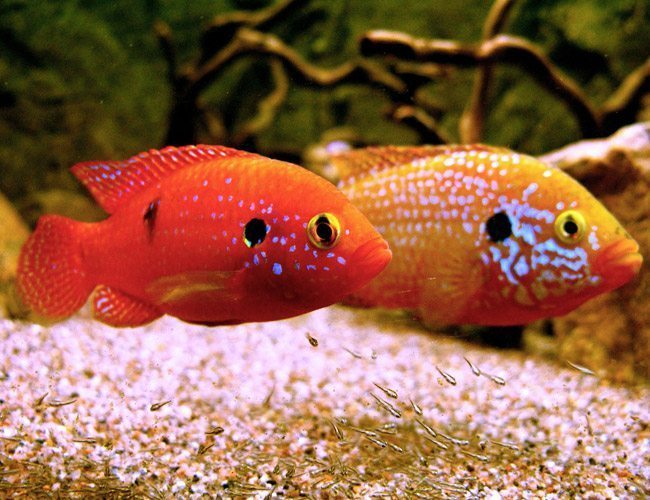 Red Jewel Cichild