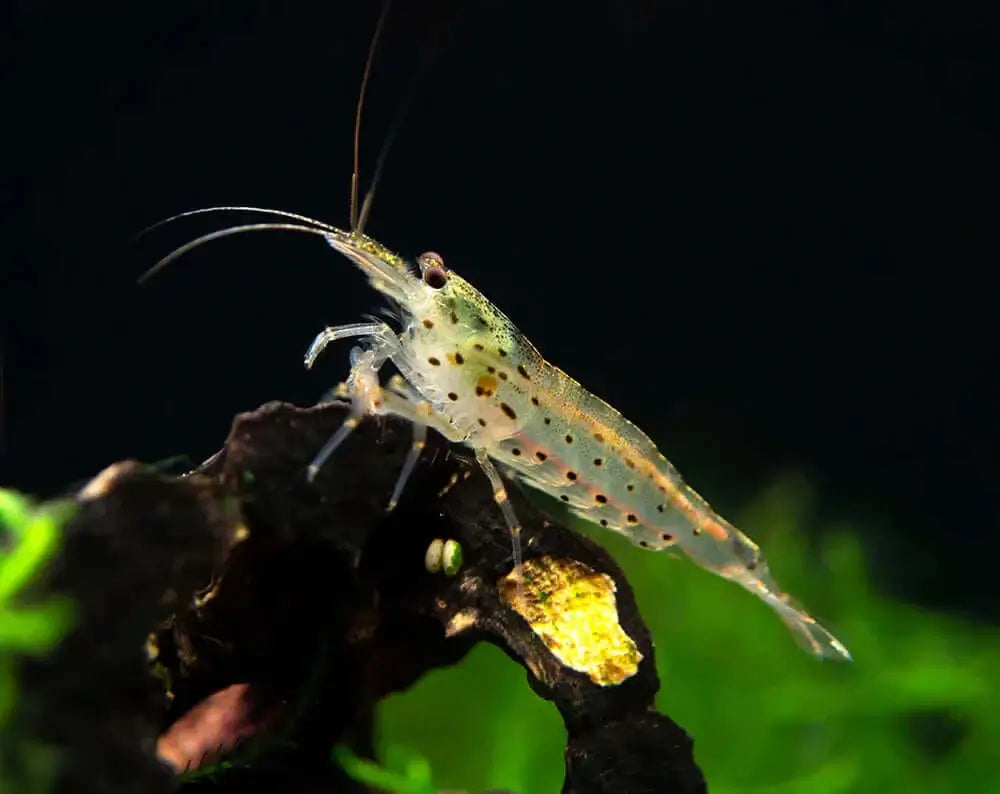 Amano Shrimp