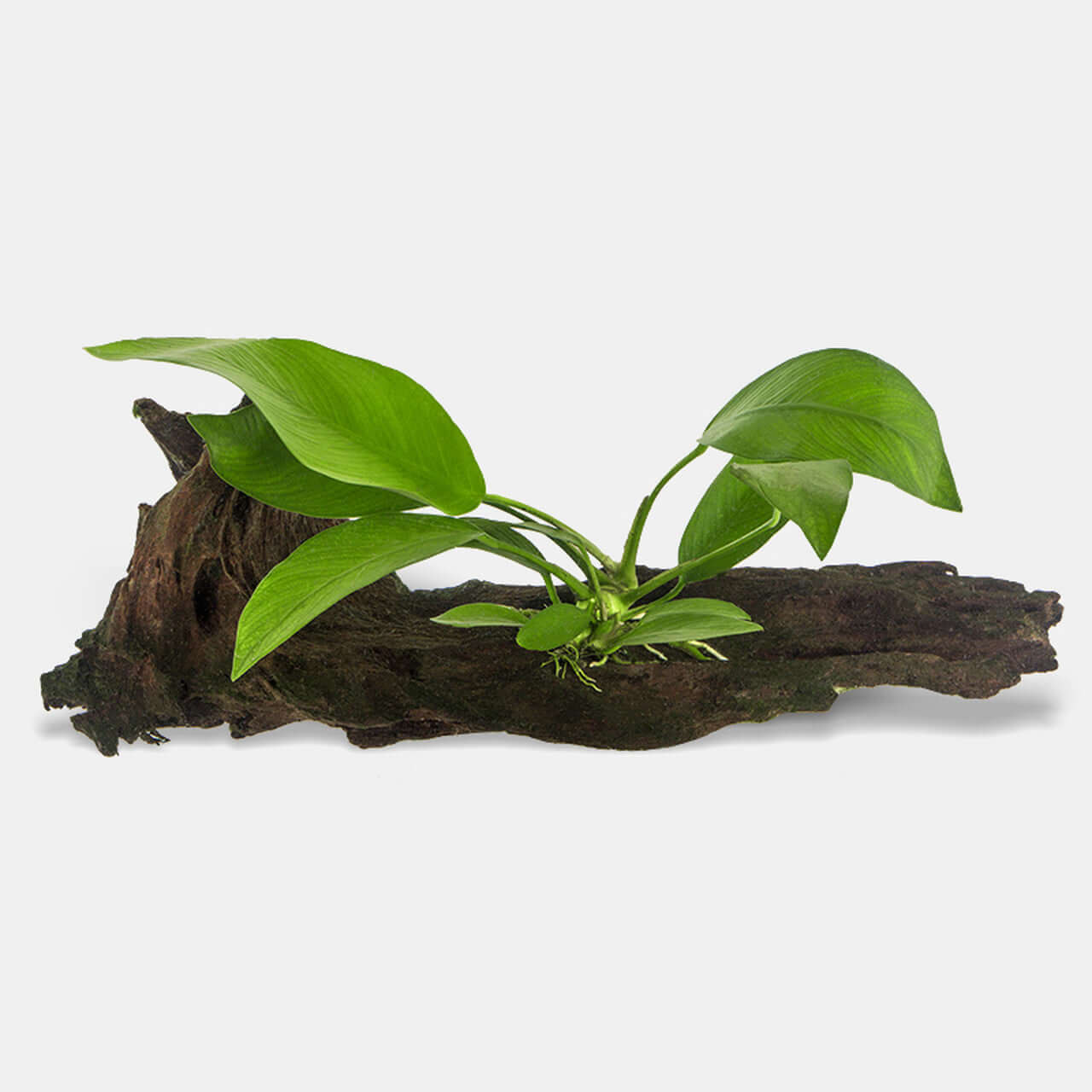 Aquatic Plant on Driftwood