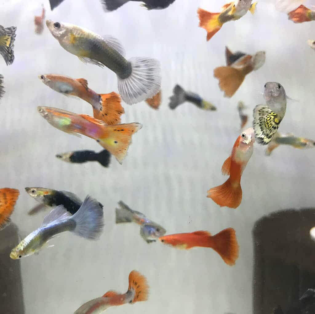 Assorted Guppy, Male.