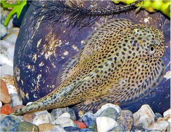 Hillstream Loach