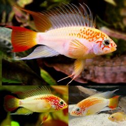 Apistogramma Viejita Gold
