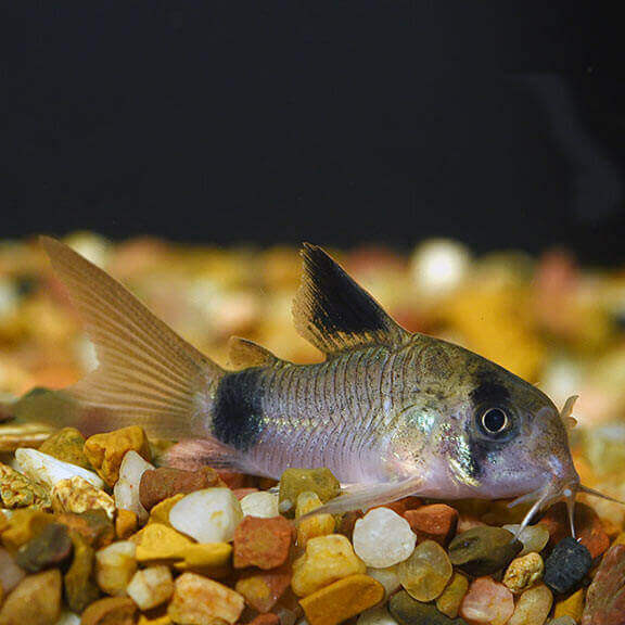 Panda Cory Cat.