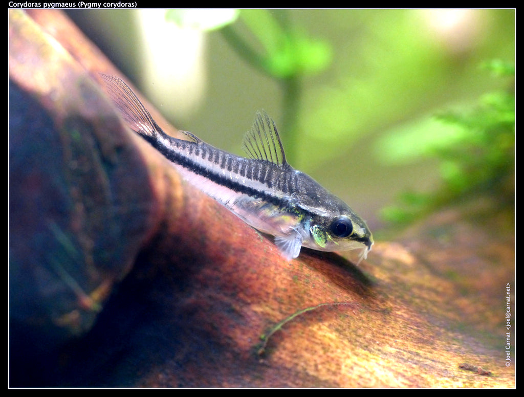 Pygmy Cory