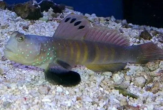Watchman Goby
