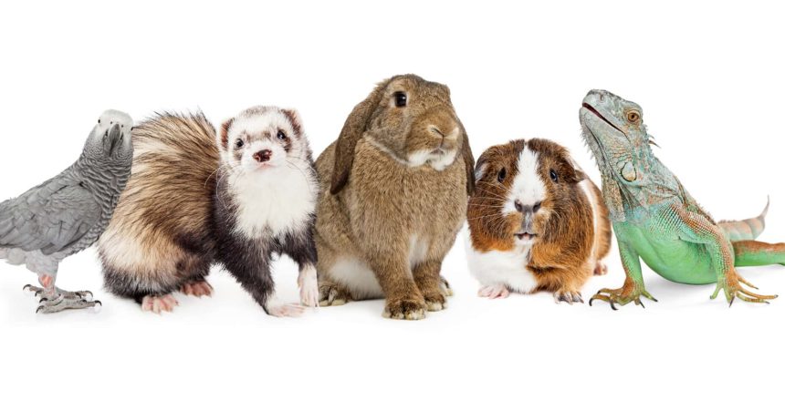 Exotic Animal Boarding Service