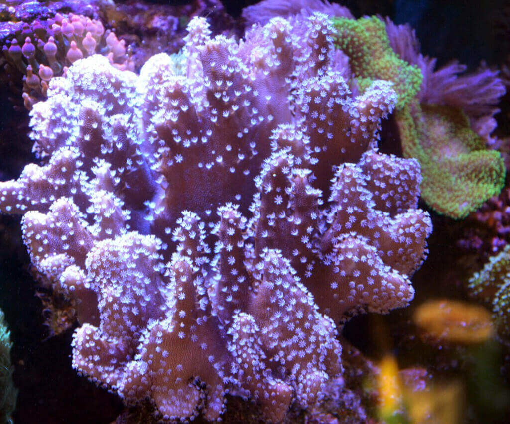 Devil's Hand Leather Coral (LOCAL PICK UP ONLY).