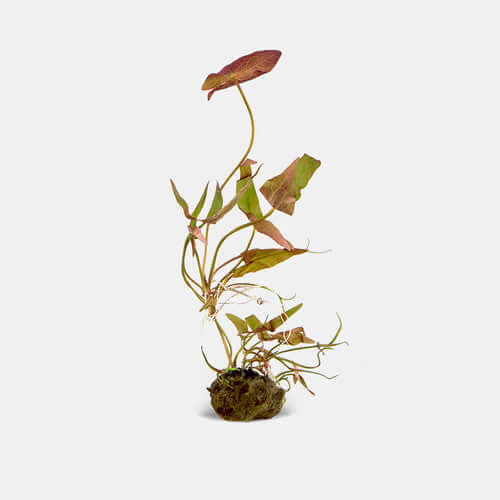 Dwarf Aquarium Lily