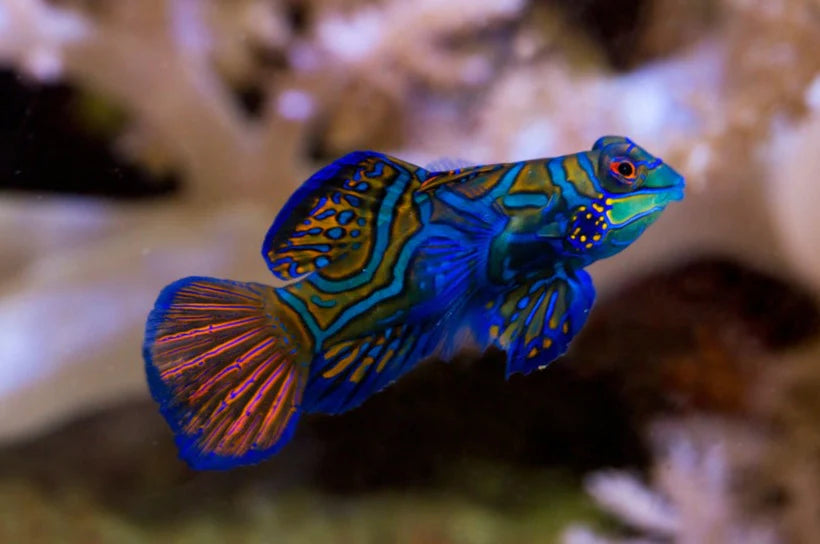Green Mandarin Goby