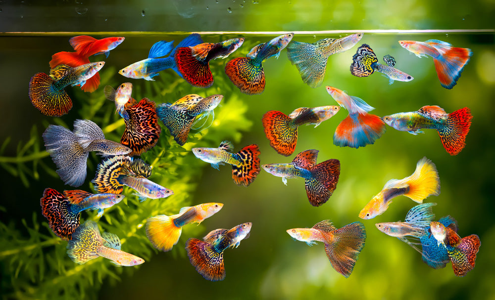 Assorted Guppy, Male