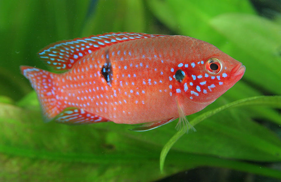 Red Jewel Cichild