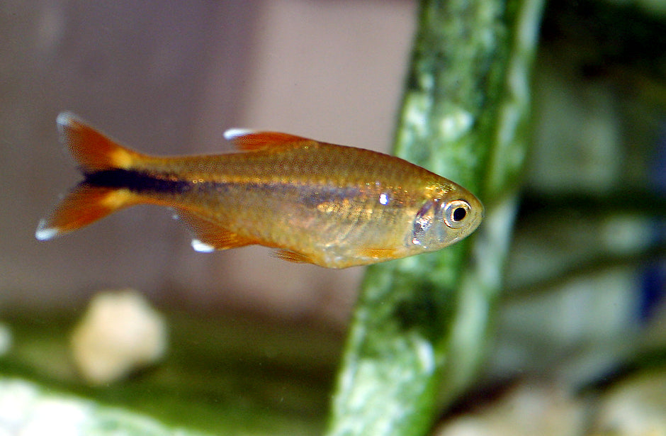 Silver Tip Tetra
