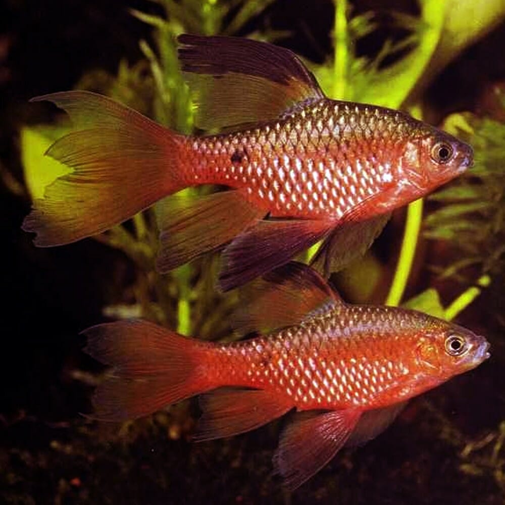 Rosy Barb Longfin