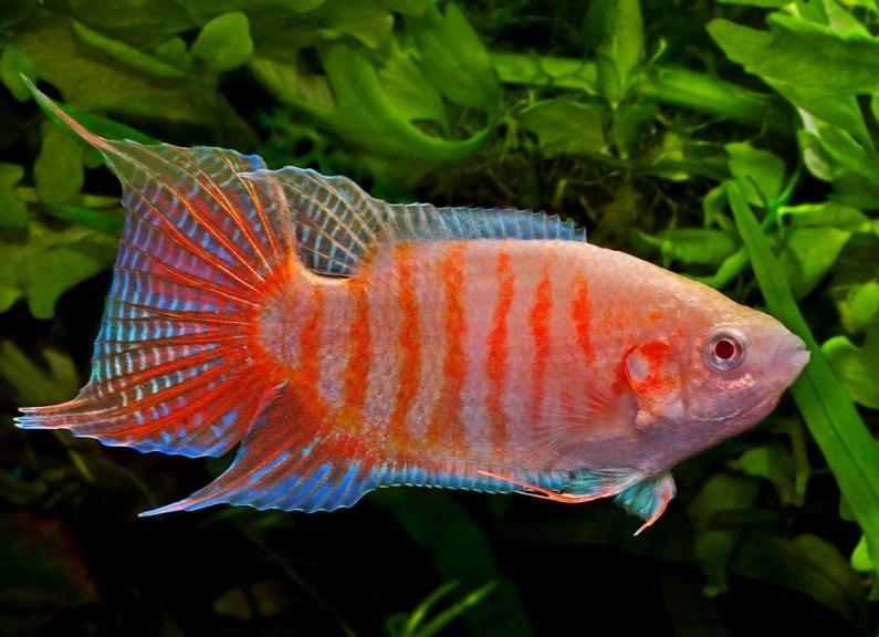 Blue Paradise Gourami