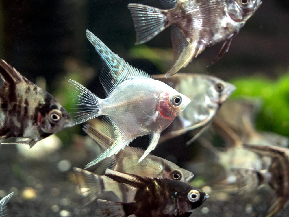 Assorted Angelfish