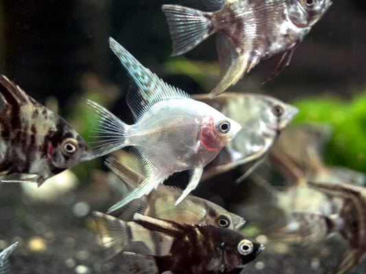 Assorted Angelfish