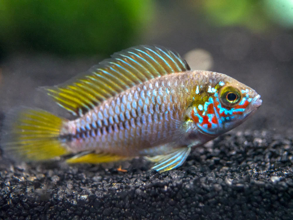 Apistogramma Borellii Opal
