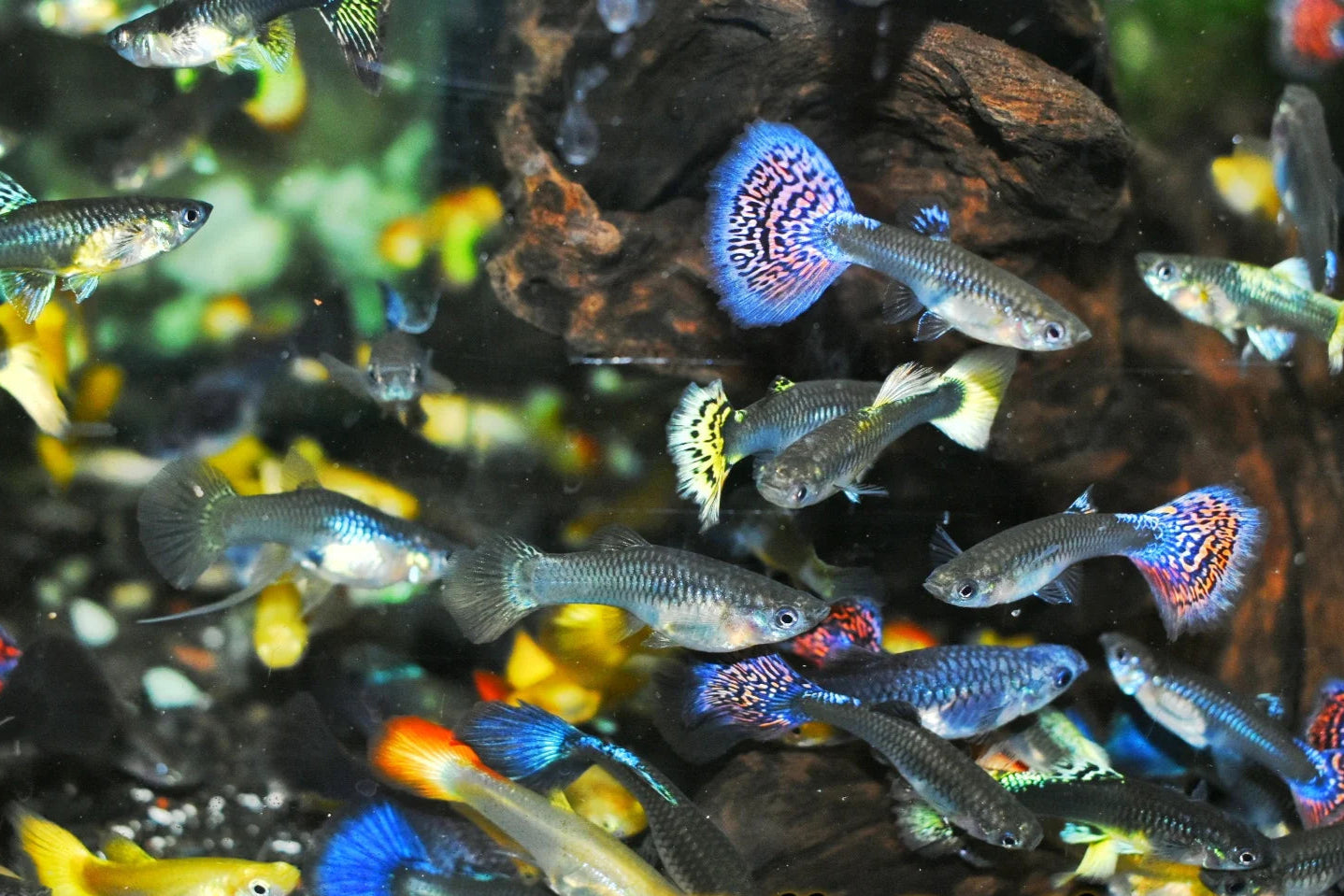 Assorted Guppy, Male