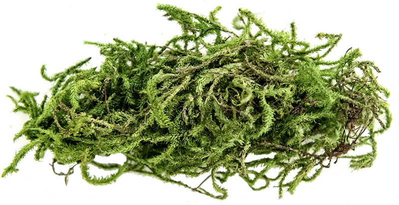 Green Sphagnum Moss