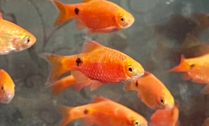 Rosy Barb Longfin