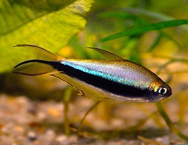 Emperor Tetra
