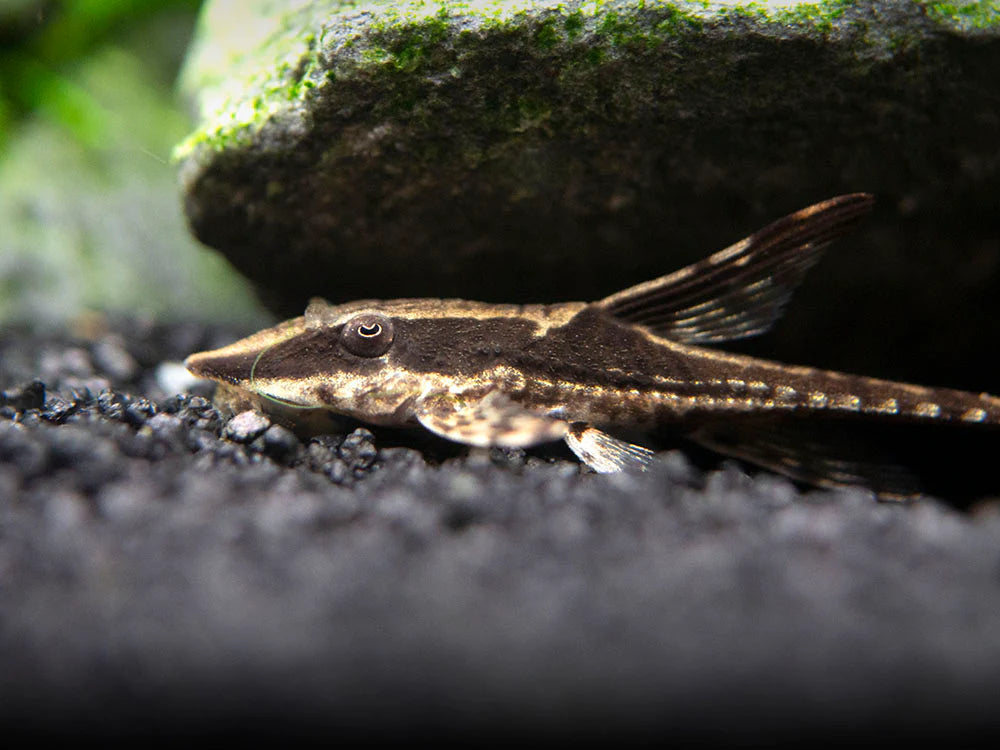 Royal Farlowella Catfish