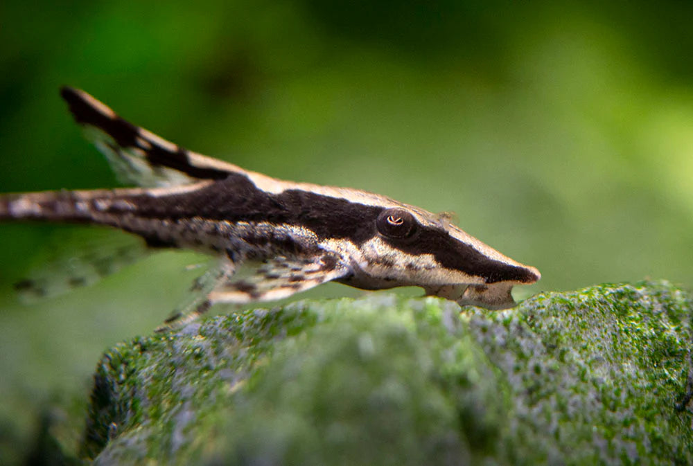 Royal Farlowella Catfish
