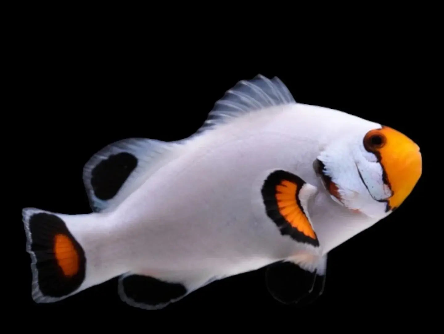 Platinum Percula Clownfish