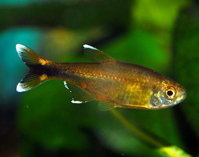 Silver Tip Tetra