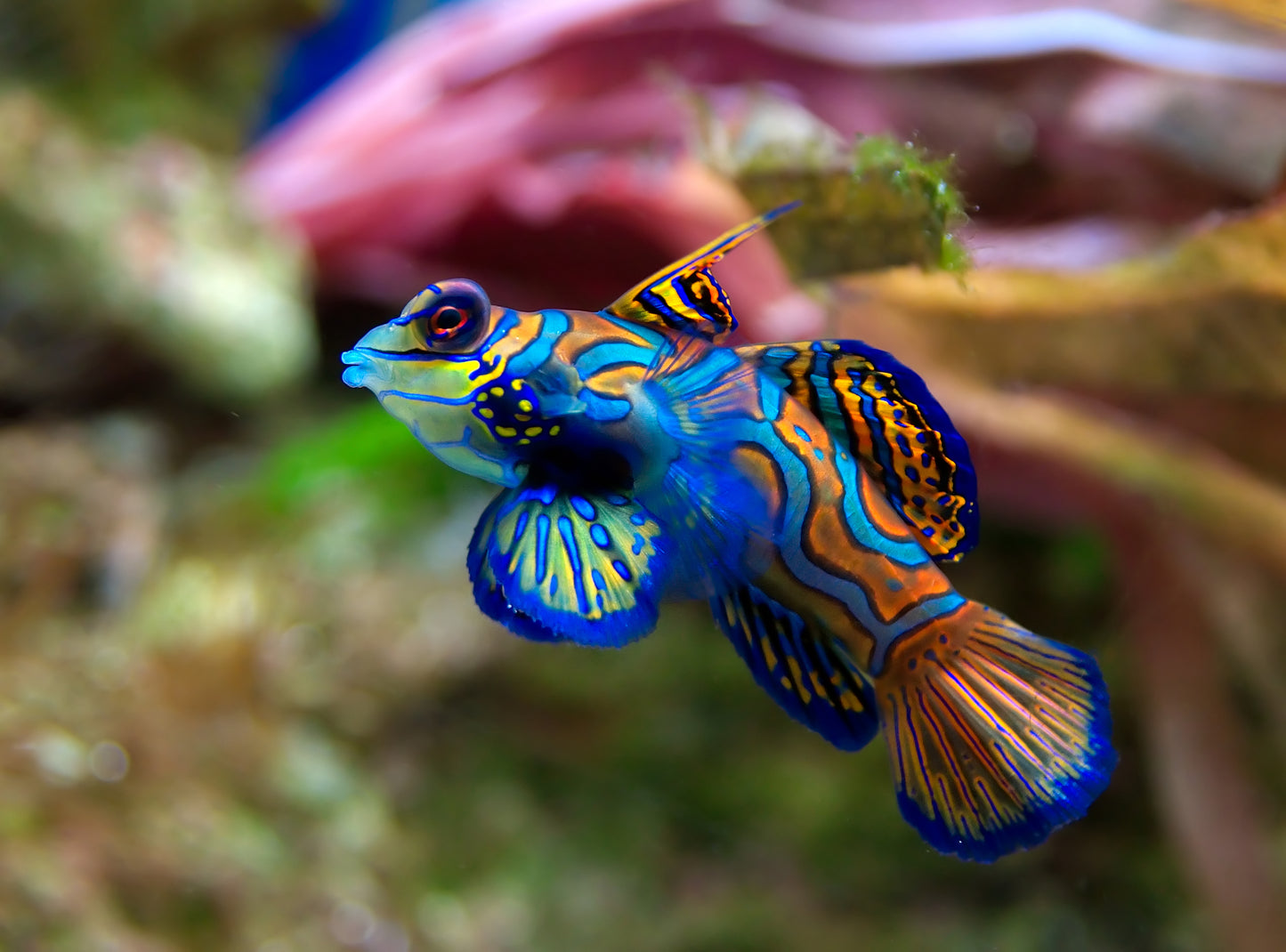 Green Mandarin Goby
