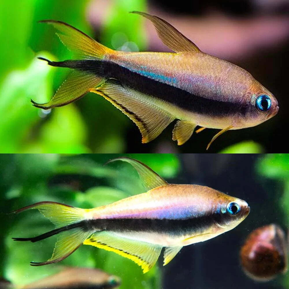 Emperor Tetra