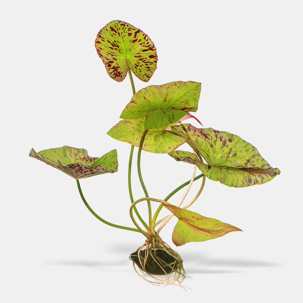 Tiger Lotus