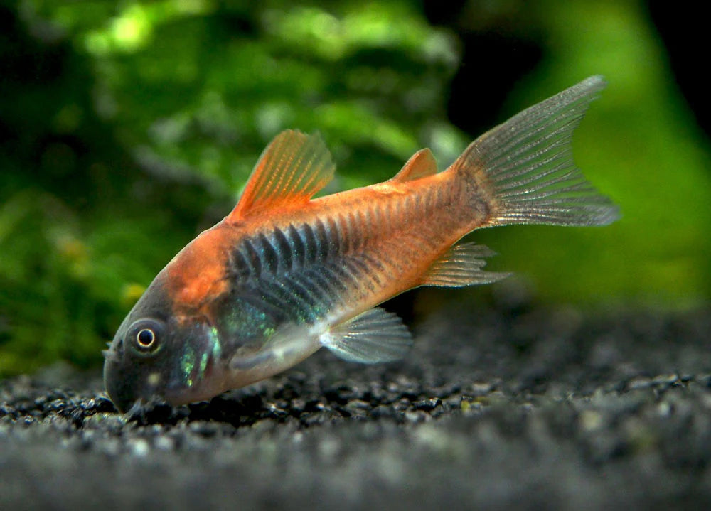 Orange Venezuelan Cory