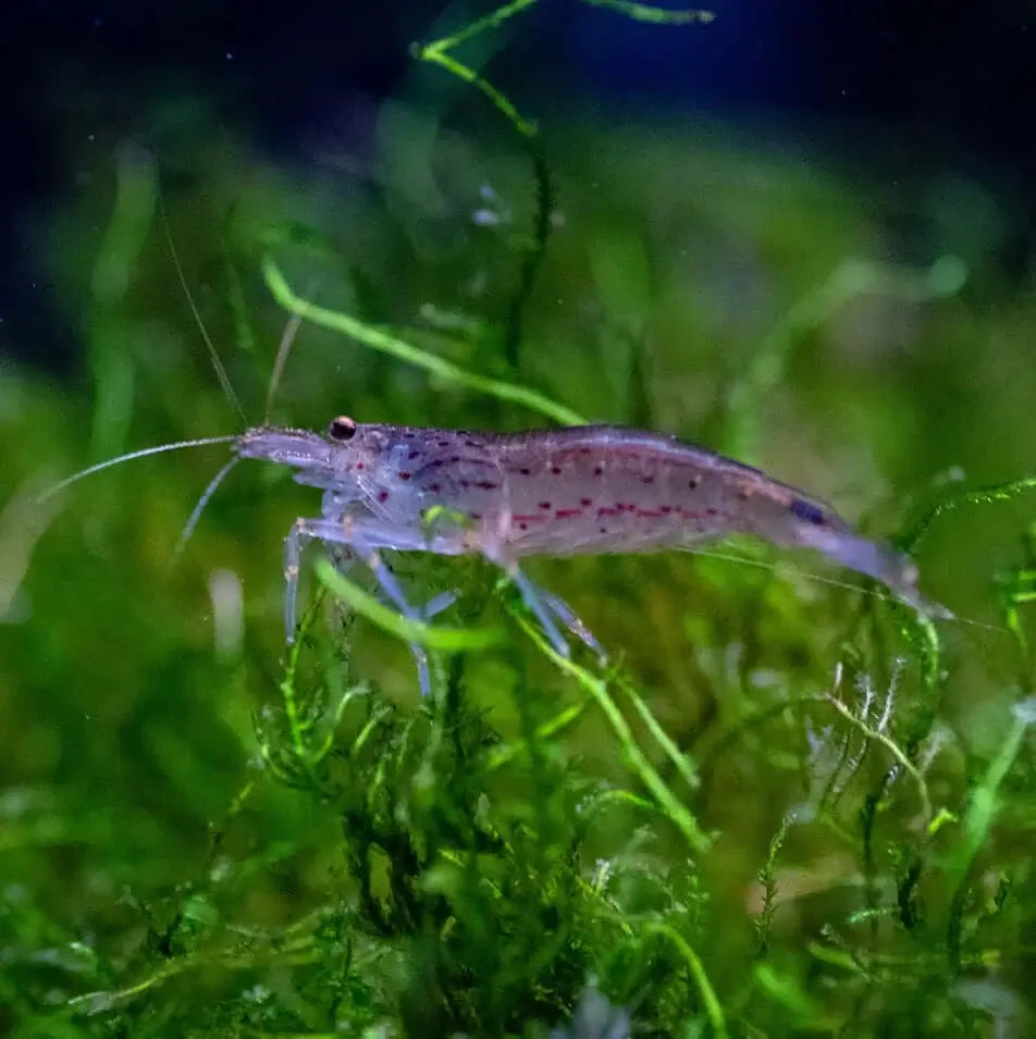 Amano Shrimp
