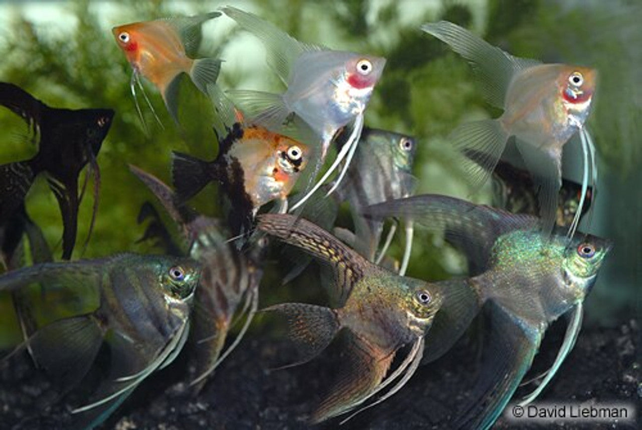 Assorted Angelfish