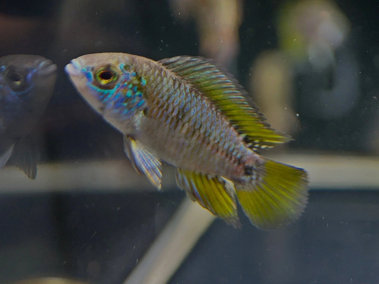 Apistogramma Borellii Opal