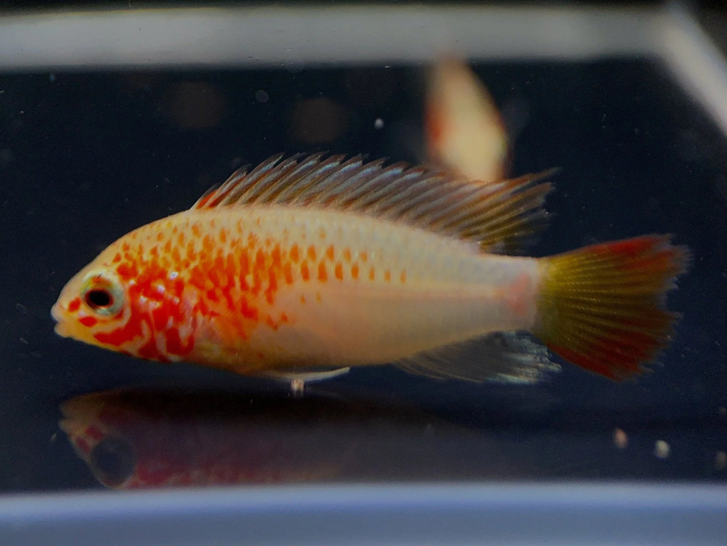 Apistogramma Viejita Gold